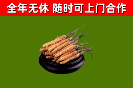 岑巩回收散虫草