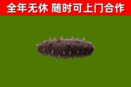 岑巩回收海参干